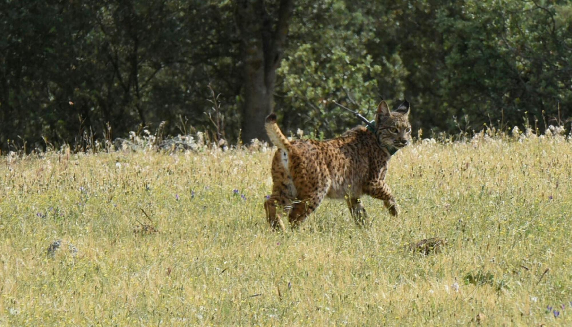 lince